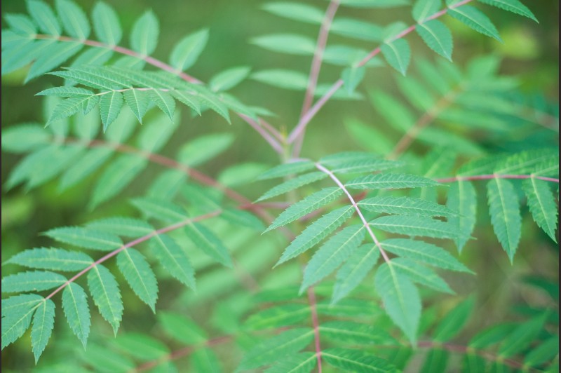 Native Plants