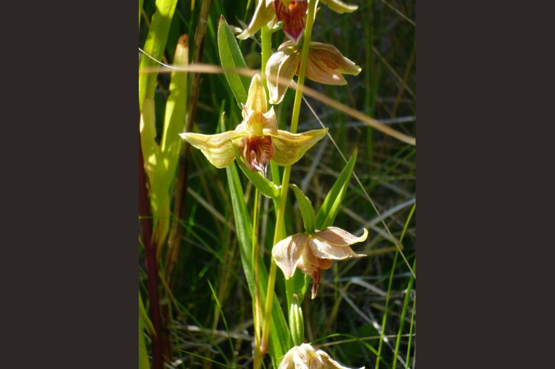 Native Plants